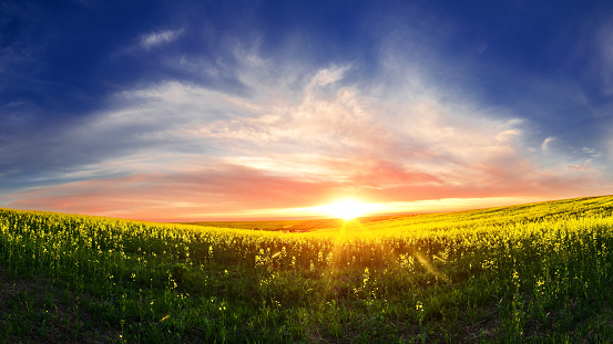 Wonderful rural scene of blooming rapeseed field on sunset