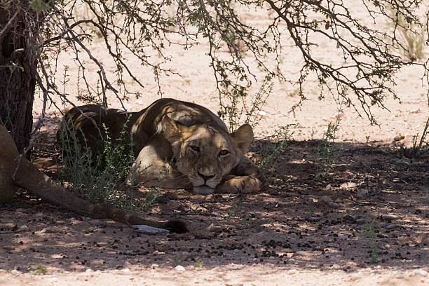 Lions Lions sleeping under trees at Kgalagadi Transfontier Park, South Africa safari animals lion road scenics stock pictures, royalty-free photos & images
