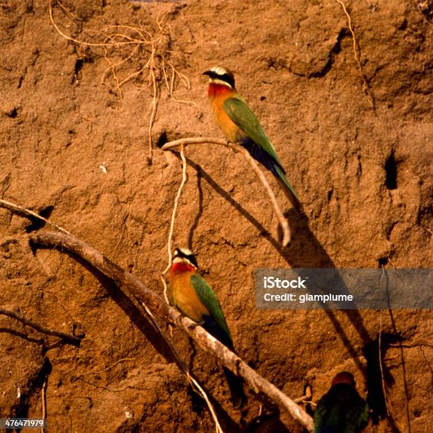Whitefronted Beeeater Stock Photo - Download Image Now - Africa, Animal, Animal Wildlife