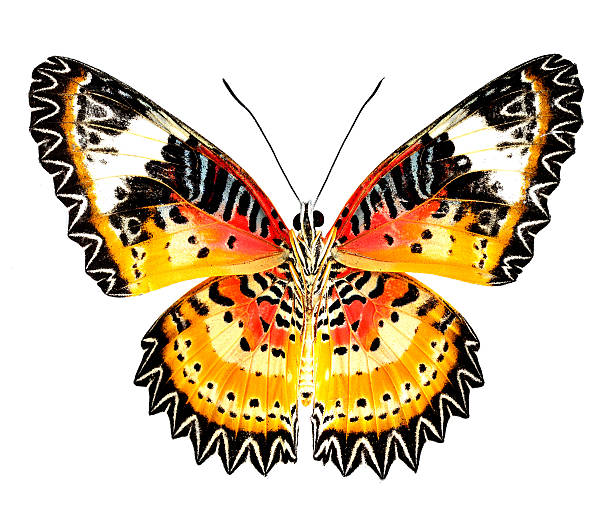 istock Leopard Lacewing butterfly true color isolated on white backgrou 476472351