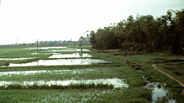 rice paddy field stock photo