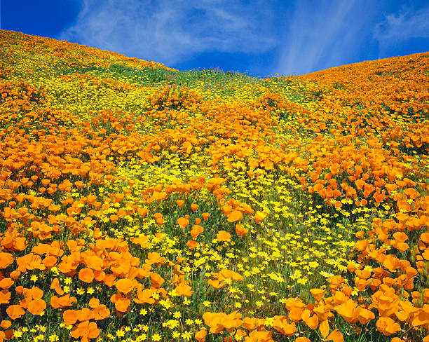 istock California Golden Poppies 476472687