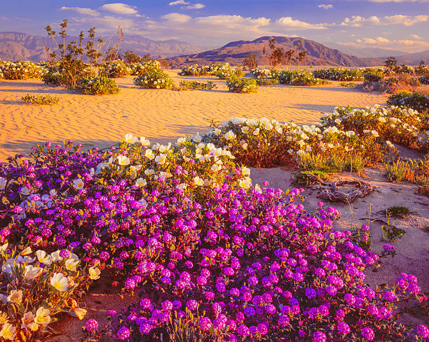 istock Anza Borrego Desert State Park, California 476472697