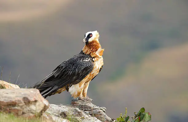 Photo of Lammergeyer or Bearded Vulture