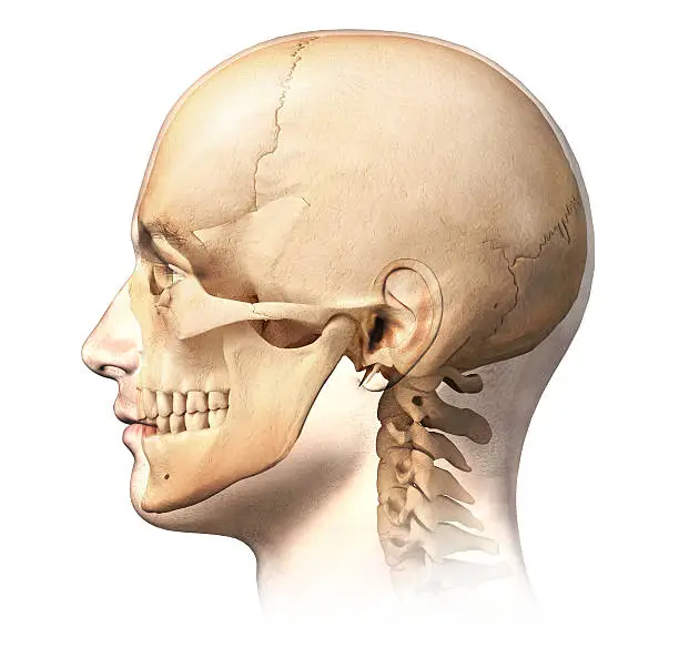 Photo of Male human head with skull in ghost effect, side view.