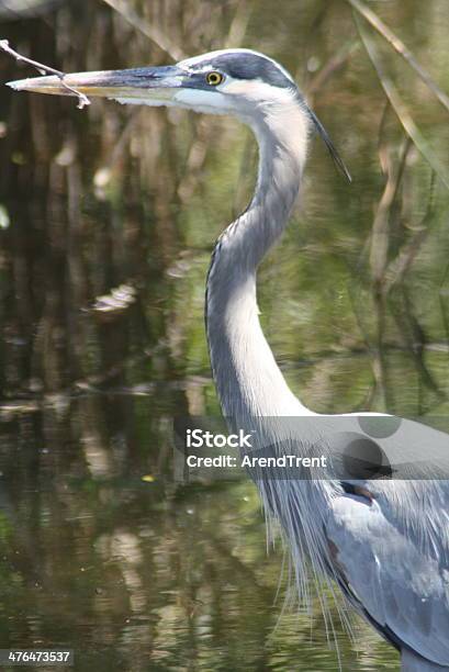 Foto de Garçaazulgrande e mais fotos de stock de Animal selvagem - Animal selvagem, Cabeça de animal, Ecossistema