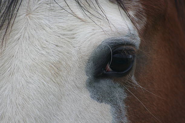 istock Horse Eye Close Up 476473700
