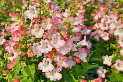 Beautiful pink penstemon flowers in a garden in afternoon light. Nice summer background.