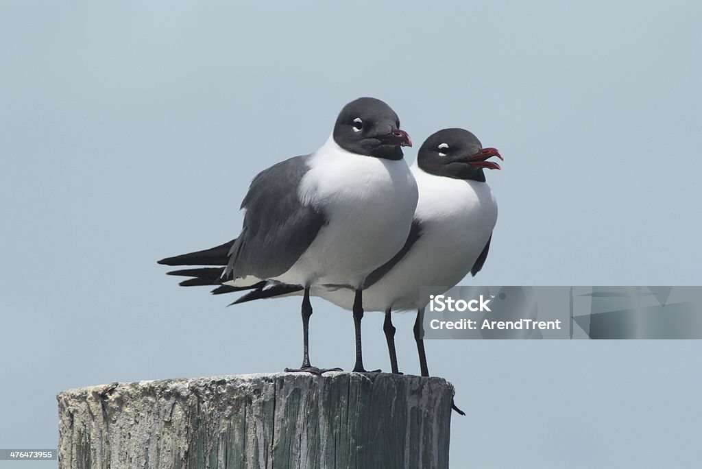 Mouette atricille paire - Photo de Amitié libre de droits