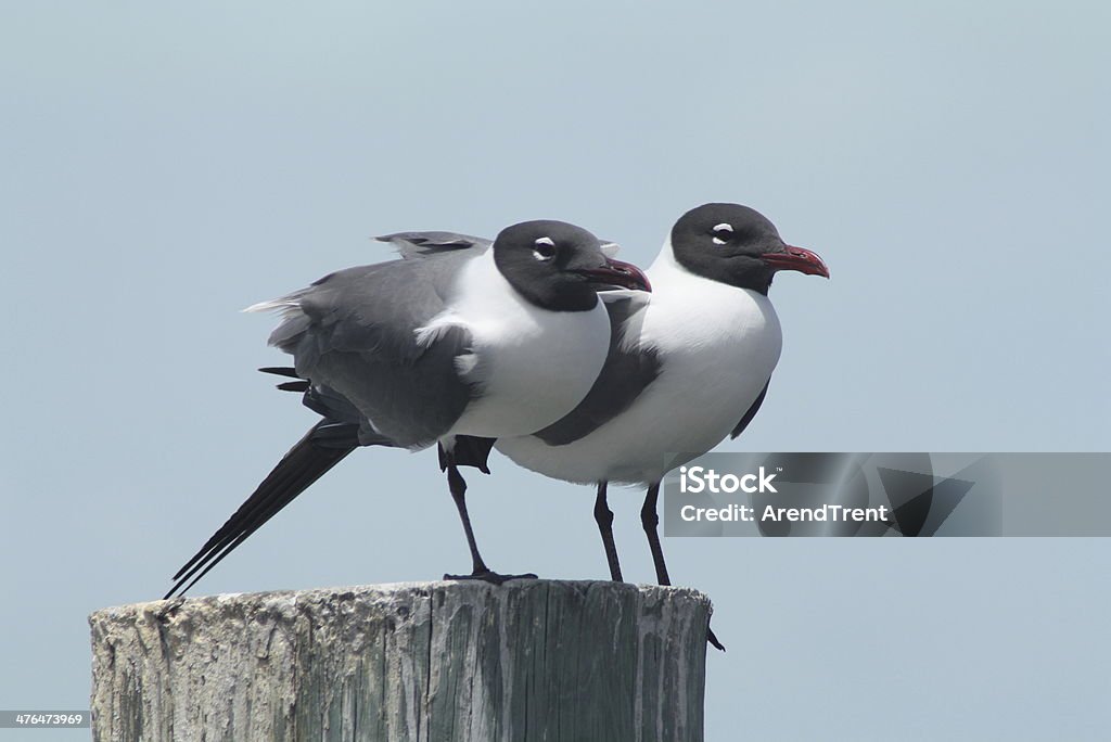 Gaviota reidora americana par - Foto de stock de Amistad libre de derechos