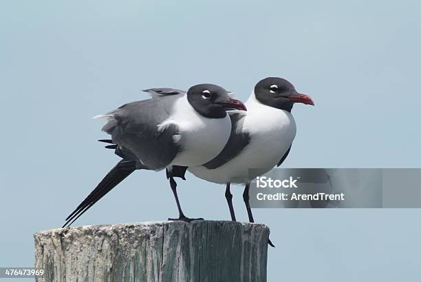 Gaviota Reidora Americana Par Foto de stock y más banco de imágenes de Amistad - Amistad, Fotografía - Imágenes, Gaviota