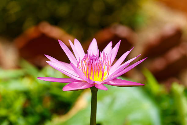 istock purple lotus flower blooming 476474475