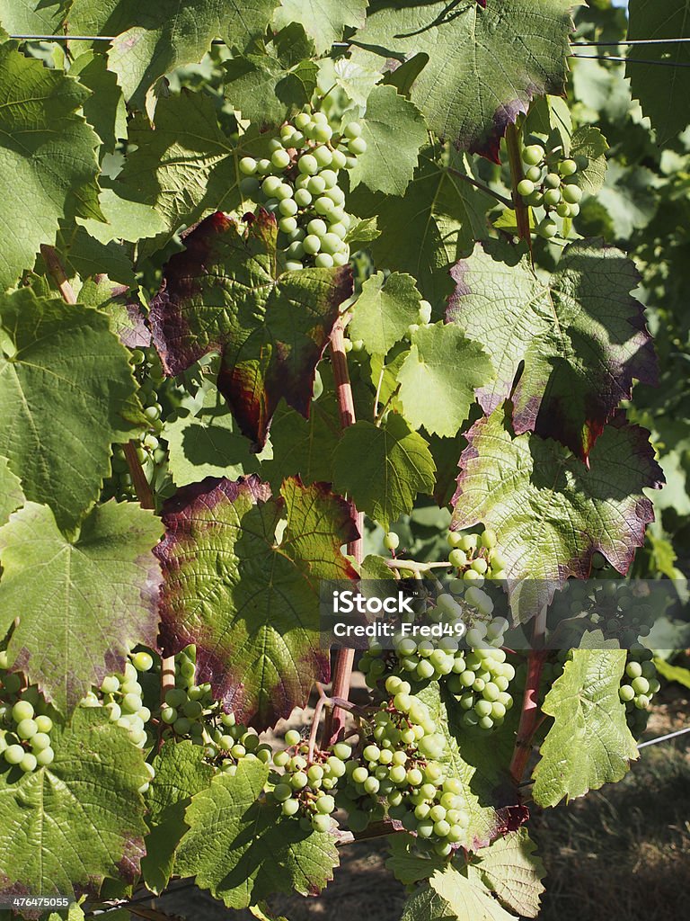 Gamay odmian winogron w sierpniu - Zbiór zdjęć royalty-free (Anjou - Francja)
