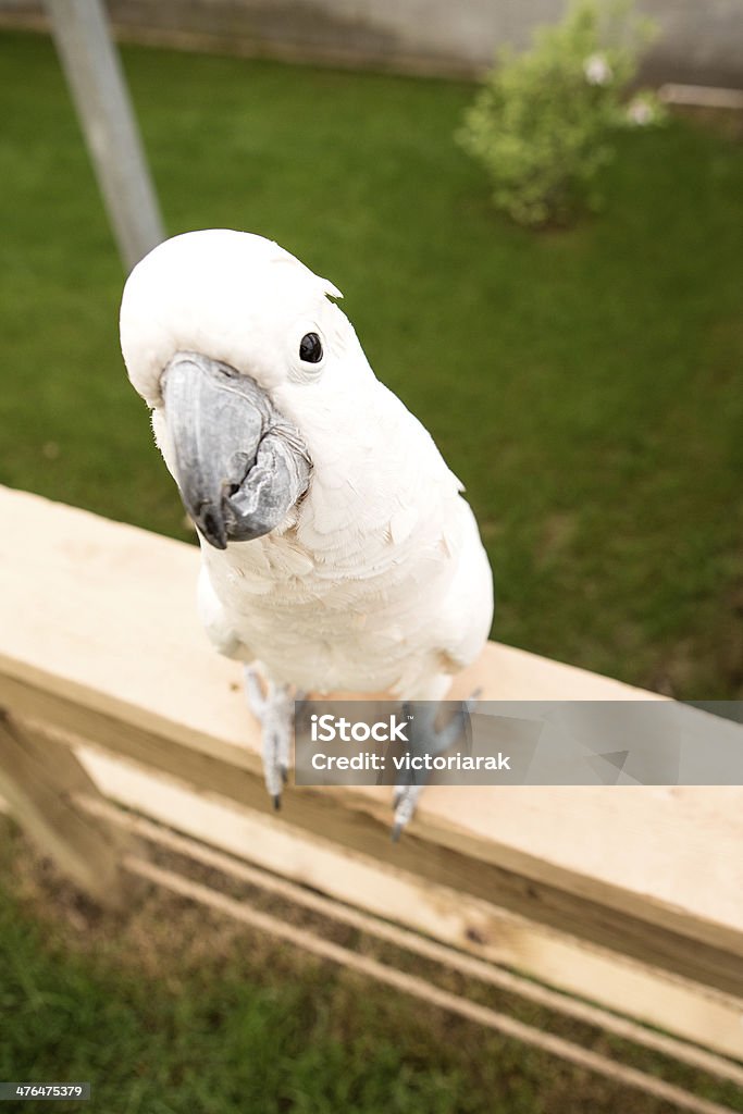 Kakadu Parrot - Zbiór zdjęć royalty-free (Drób)