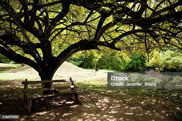 Albero In Un Campo - Fotografie stock e altre immagini di Acre - Acre, Agricoltura, Albero