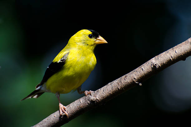 istock American Goldfinch Against a Green Background 476475543