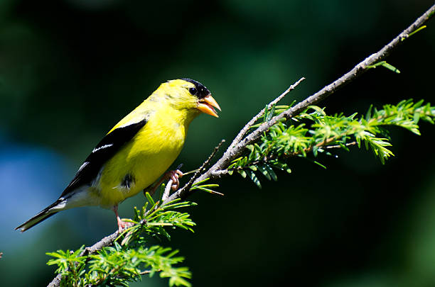 pintassilgo americano situada bem em um ramo - american goldfinch branch perching finch imagens e fotografias de stock