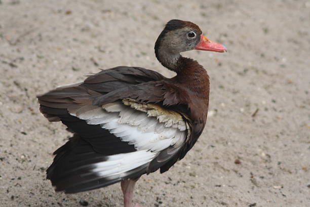 istock Black-bellied Whistling Duck 476475721