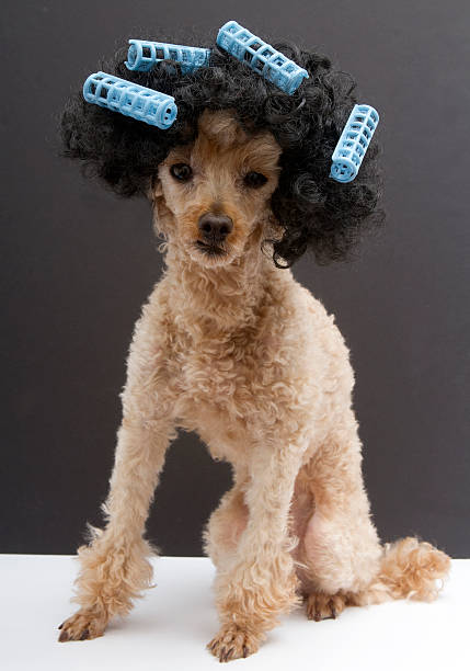 istock Poodle with Big Hair and Blue Curlers 476476355