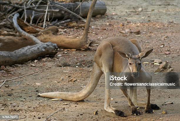 Canguro - Fotografie stock e altre immagini di Animale - Animale, Canguro, Composizione orizzontale