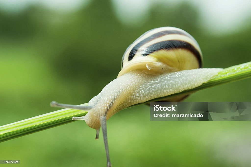 Common Caracol de Jardim Agachamento no ramo de planta Verde - Foto de stock de Animal royalty-free