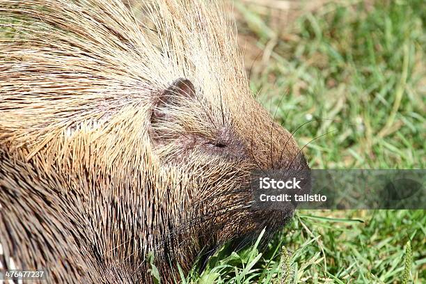 Photo libre de droit de Ourson Coquau Portrait banque d'images et plus d'images libres de droit de Canada - Canada, Crête - Partie du corps d'un animal, Faune