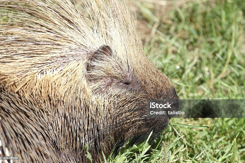 Porco-espinho norte-americano Retrato - Royalty-free Animal Foto de stock