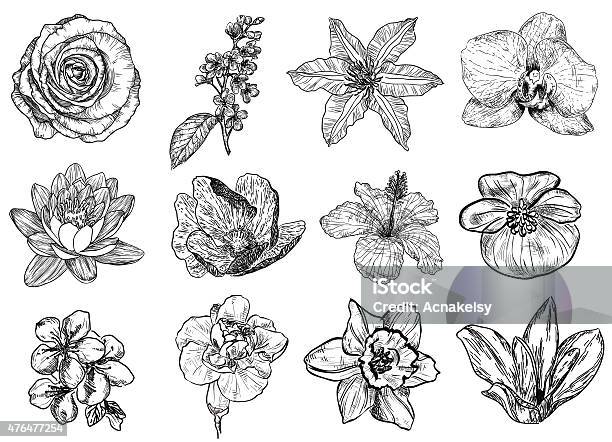 Vector Illustration Of Flowers Stock Illustration - Download Image Now - African Violet, Flower, Almond Tree