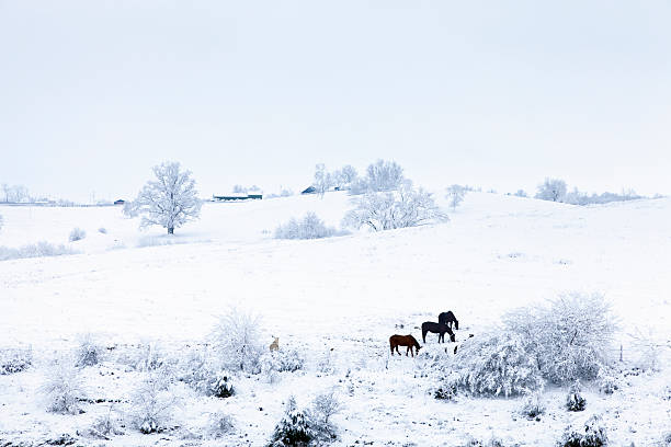 two white horses running free in the snow