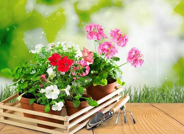 istock Gardening, garden, flowerpot 476477356
