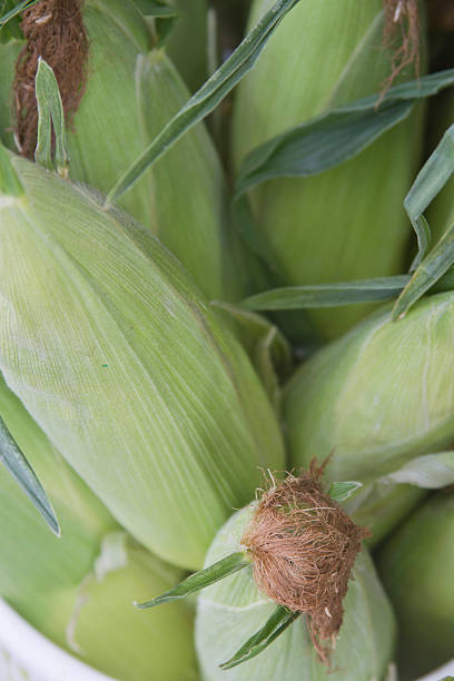 Fresh Unshucked Corn A fresh Picked harvest of unshucked, organic corn maize unshucked cob stock pictures, royalty-free photos & images