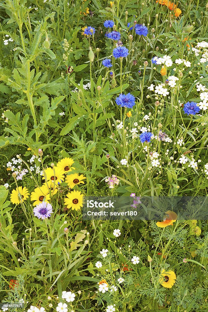 Vários gramíneas bela flor sobre um prado - Foto de stock de Agricultura royalty-free