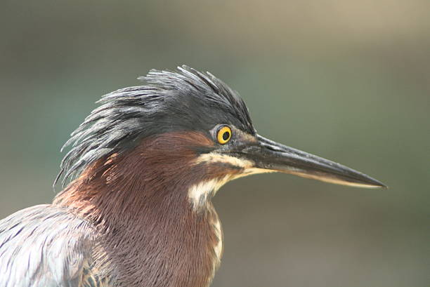 istock Green Heron Butorides virescens 476478037