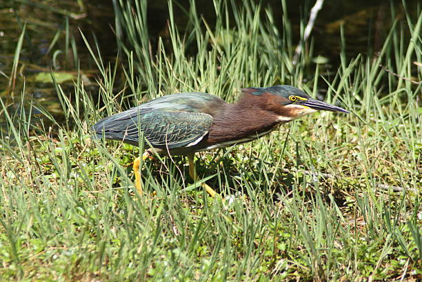 istock Green Heron Butorides virescens 476478049