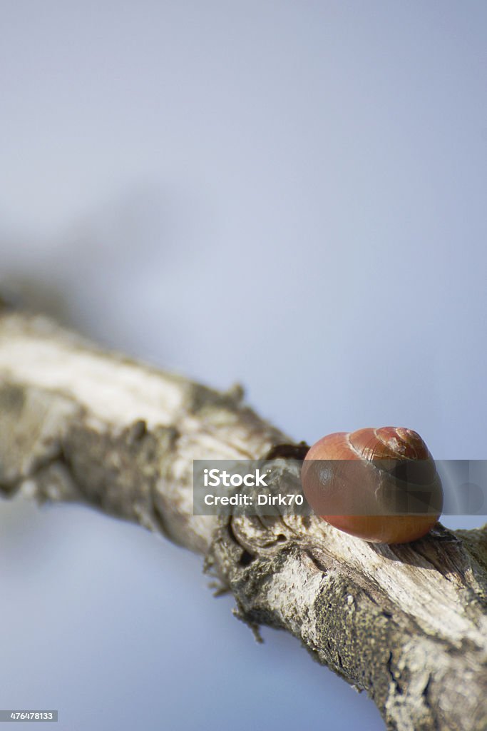 Escargot sur une branche d'arbre sec - Photo de Arbre libre de droits