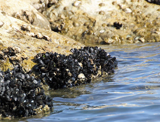istock mussel shells on the rocks by sea 476478421