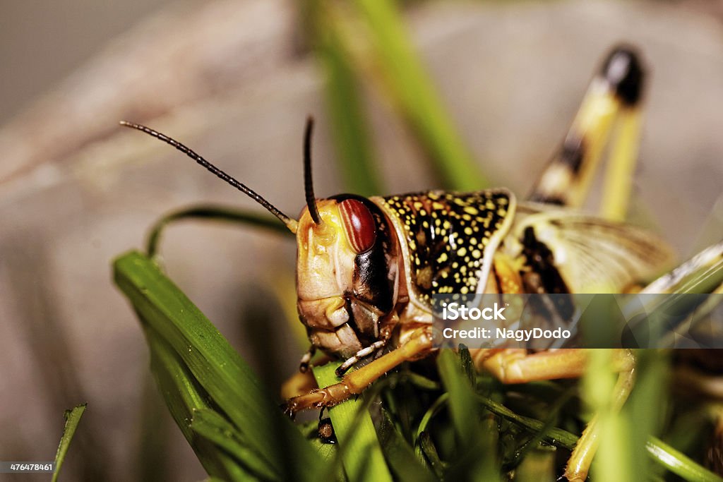one locust eating one locust eating the grass in the nature Animal Stock Photo
