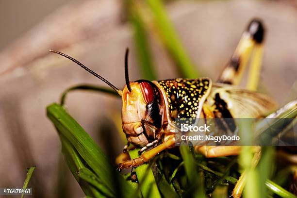 One Locust Eating Stock Photo - Download Image Now - Animal, Animal Antenna, Animal Body Part