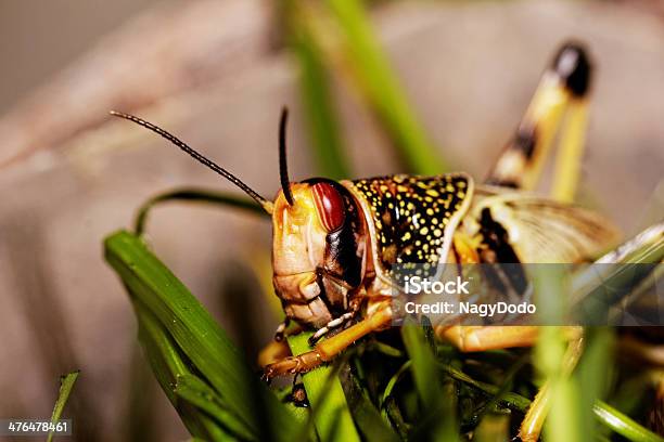 Foto de Um Locust Comer e mais fotos de stock de Animal - Animal, Animal selvagem, Antena - Parte do corpo animal