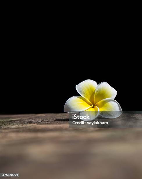 Frangipana Flor - Fotografias de stock e mais imagens de Amarelo - Amarelo, Amor, Beleza