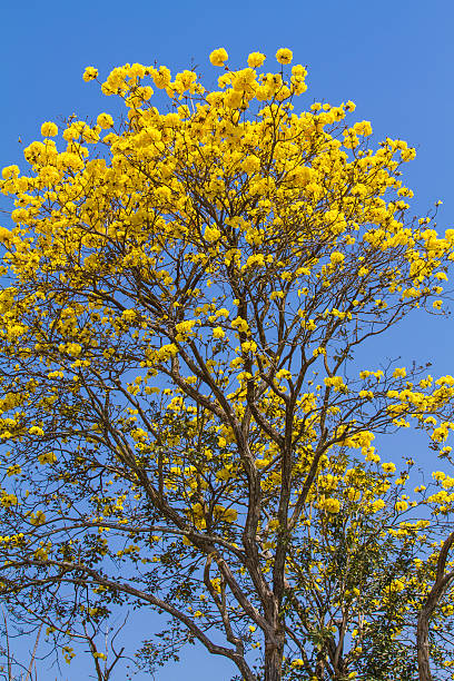 istock Yellow tabebuia flower 476478753