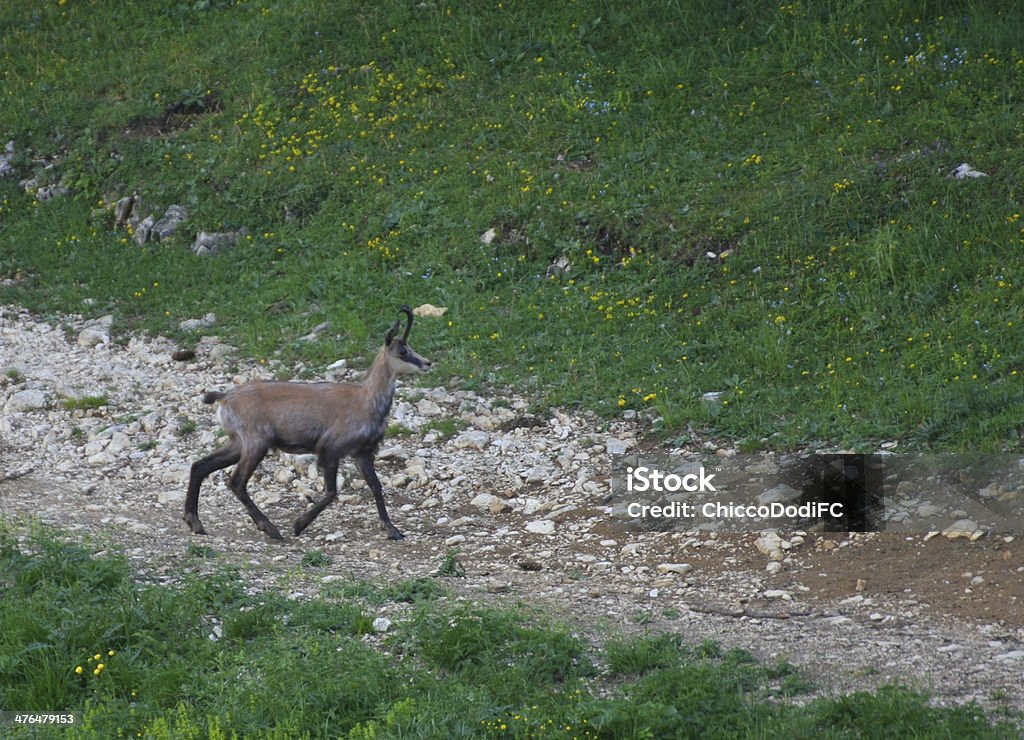 elengate chamois caminhada - Foto de stock de Alpes europeus royalty-free