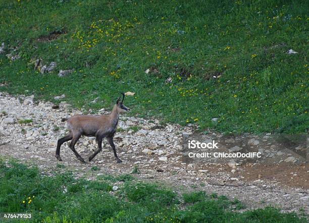 Foto de Elengate Chamois Caminhada e mais fotos de stock de Alpes europeus - Alpes europeus, Animal, Animal selvagem