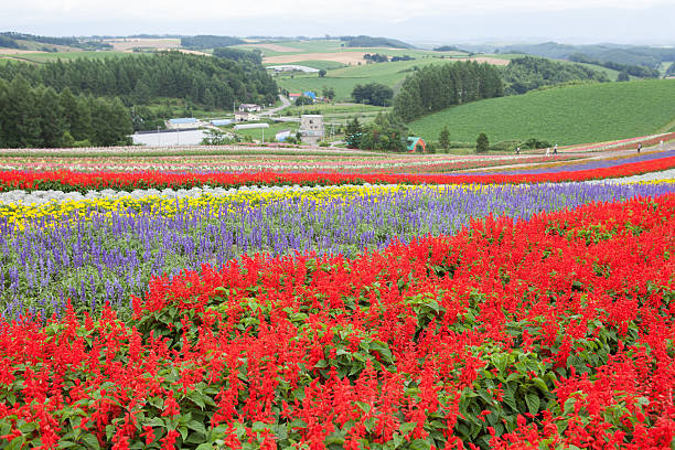 istock Field of flowers 476479725