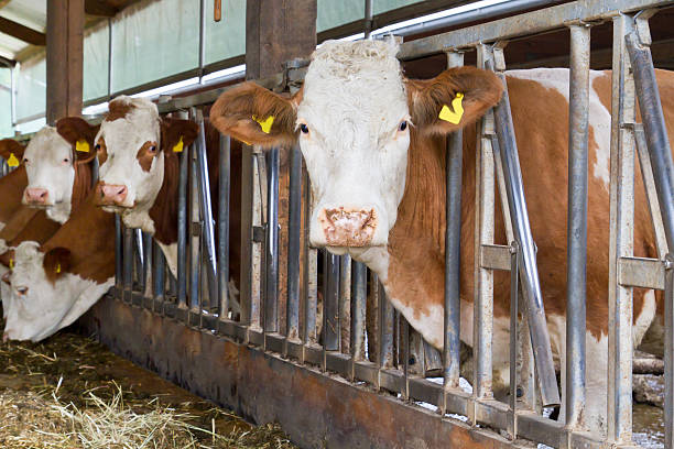 istock Cows in a cow shed in rural Bavaria, Germany 476480385