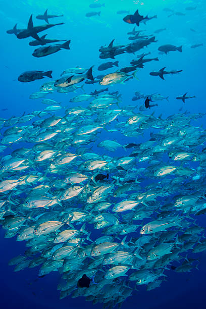 istock Huge school of fishes 476480898