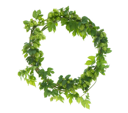 This circular wreath is made up of hops and hop vines. It is isolated on 255 white background.