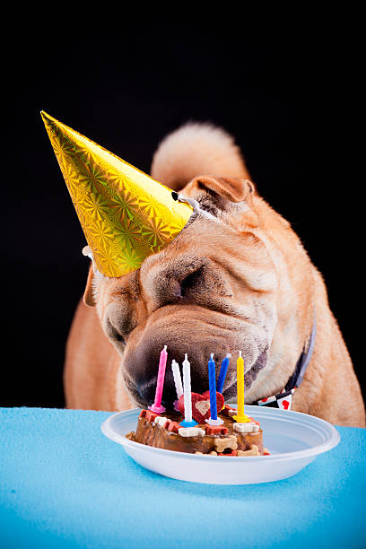 istock sharpei dog celebrating birthday 476484519