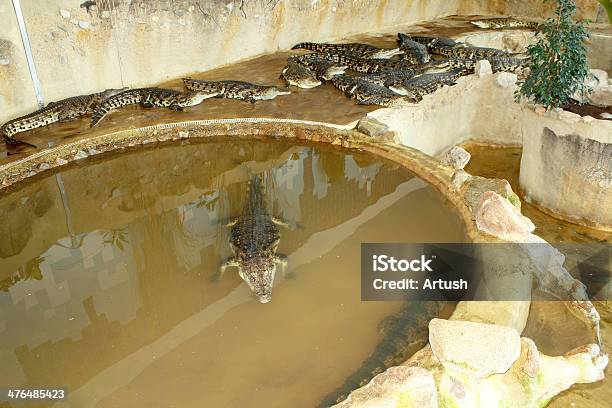 Fattoria Dei Coccodrilli Nella Repubblica Ceca - Fotografie stock e altre immagini di Acqua - Acqua, Agricoltura, Animale