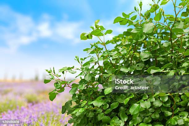 Watering Can Watering Growth Stock Photo - Download Image Now - 2015, Blue, Color Image
